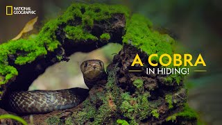 A Cobra in Hiding  Snakes SOS Goas Wildest  National Geographic [upl. by Ahtibat]