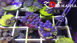 ZoAMania  how to clean zoas from bacterial films 1 [upl. by Myrta]