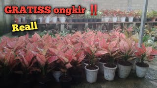 obral aglonema tanian lokal 50k 4 pot  gratis ongkir [upl. by Elisabeth]