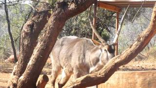 Bowhunt Waterbuck [upl. by Nnair]