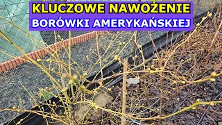 Kluczowe Nawożenie Borówki amerykańskiej Wiosną  Jak i kiedy nawozić Borówkę aby obficie owocowała [upl. by Creighton416]