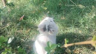 Huge botfly larvae Removed from Kittens Nose Neck [upl. by Suoivatco]