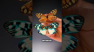 How does caterpillars transform into butterfly shorts youtubeshorts viralshorts facts [upl. by Trellas]