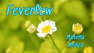 Materia Medica The Ancient Medicine of Feverfew [upl. by Tami]