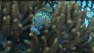 Kermadec connections  close up on marine life [upl. by Simson]