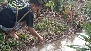 Sehabis banjir nyari belut disekitaran empang sawah mancing hewan liar [upl. by Niryt]