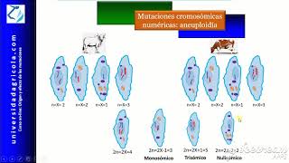 Curso Mutaciones Video11 Mutaciones cromosómicas numéricas aneuploidía [upl. by Gnouhc]