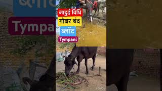 Impaction of rumen l recurrent tympani l bloat l dr Umar khan [upl. by Esereht]