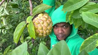 Eating Fresh Pick Fruit From The Country Side Of Jamaica With Jamaica Sunrise Tv Yard Man Style [upl. by Nonnag329]