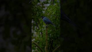 Brewers Blackbird photographer photography photo nature bird wildlife [upl. by Arley362]