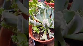 Echeveria Nichi E Shaviana x E Runyonii Topsy Turvy ⚘️🍃 [upl. by Calica]