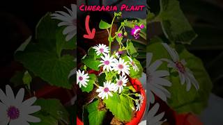 Beautiful Cineraria Plant  cineraria shorts plants [upl. by Arada915]