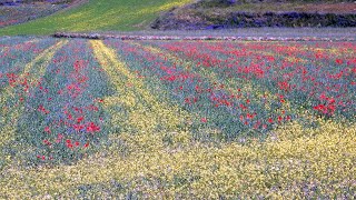 CASTELLUCCIO DI NORCIA LA FIORITURA 2023  4k [upl. by Oiliduab]