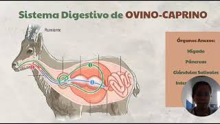 Morfofsiologia animal Tarea 4 digestión en Poligástricos [upl. by Tem]