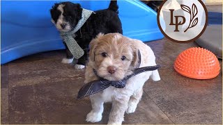 Meet Pennys F1b Mini Sheepadoodle Puppies [upl. by Siurad895]