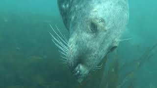 Diving with seals Lundy Island [upl. by Novehs]