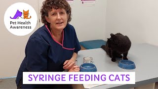 How to syringe feed at CAT that WONT EAT [upl. by Anaylil742]