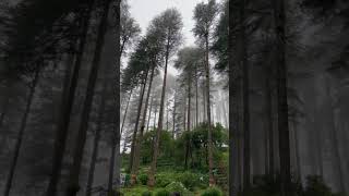 Eco Park Dhanaulti awesome vibes naturelovers ecopark nature [upl. by Anaig]