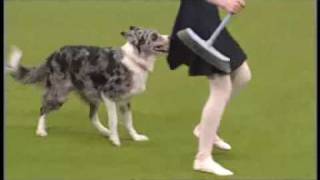 Tina Humphrey Crufts 2009 Freestyle  without the first few seconds [upl. by Clarey861]