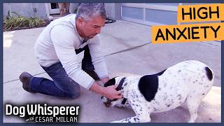 Cesar Millan Breaks Dogs Obsessive Behavior  Dog Whisperer [upl. by Enohpets]