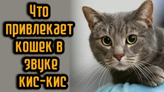 Что привлекает кошек в звуке кискис [upl. by Iveksarap]