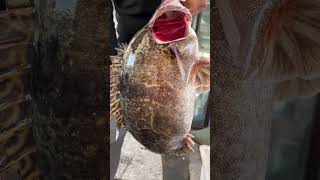 Pure Ussuri River wild giant snapper fish [upl. by Crystal]