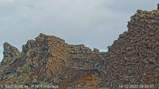 EL ENTORNO DEL NIDO  Halcón tagarote  Parque Nacional de Timanfaya Lanzarote Canarias España [upl. by Hermione]