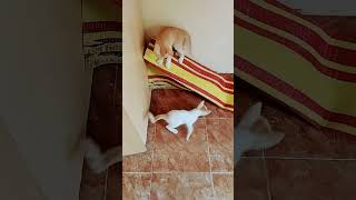 cat catlover video [upl. by Darrej]