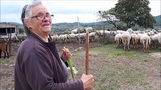 Pastores da Serra Para produção de Queijo da Serra da Estrela [upl. by Yacov]