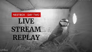 BlueTit  NestBox Day Two Replay [upl. by Garrik39]