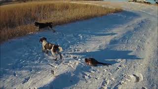 Late December Iowa pheasant hunting with Small Munsterlanders [upl. by Ajad]