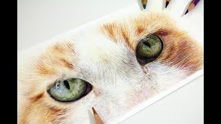 How to Draw Cat Eyes with Coloured Pencil  Realistic Drawing Tutorial [upl. by Trotter739]