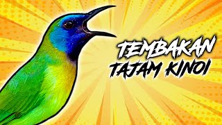 Masteran Burung Kinoi Paling Jernih Gacor Full Tembakan Durasi Panjang 1 Jam Cocok Buat Murai Batu [upl. by Hpseoj]