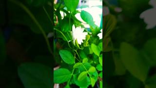 Jasmine in our garden shortvideos youtubeshorts trending LakshmiLadiesTailor [upl. by Wampler]