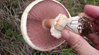 Wild Mushroom Foraging [upl. by Elletnuahc658]