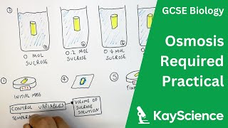 Osmosis In Potato Required Practical  GCSE Biology  kaysciencecom [upl. by Ahsaeyt]