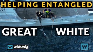 HELPING GREAT WHITE SHARK ENTANGLED IN SHARK NETS AUSTRALIA [upl. by Alehc501]