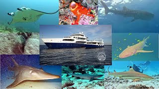 Diving Maldives with MA2 [upl. by Eniad]