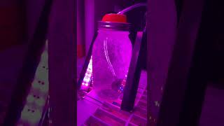 Hatching Brine Shrimp [upl. by Hayilaa329]