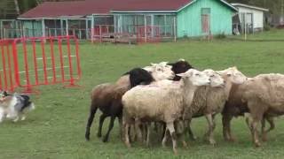 Shetland Sheepdog HIPHOP KLIMSVEVIK herding sheep [upl. by Auot]