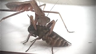 Praying Mantis VS Horse Fly [upl. by Farro]