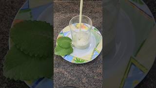 Mexican mint Buttermilk for bloating shorts mexicanmint ajwain buttermilk [upl. by Airahcaz]