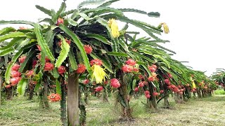 COMO PLANTAR PITAYA EM CASA EM 1 MINUTO PASSO A PASSO [upl. by Ehud]