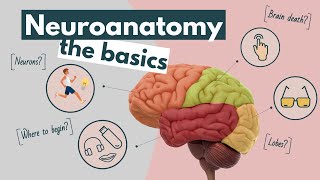 Brain anatomy and function an overview  Neuroscience basics [upl. by Droffig]