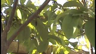 Cherimoya Hand Pollination Part 2 [upl. by Garik]