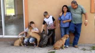 Bravo Kennel presents quotAre Presa Canarios Good with childrenquot Part 12 [upl. by Ralat]