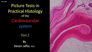 Picture tests in histology of the cardiovascular system 2 [upl. by Nnaarat374]