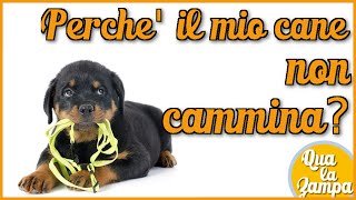 Perchè il mio cane non cammina  Qua la Zampa [upl. by Abagael756]