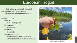 Identifying European Frogbit Hydrocharis morsusranae [upl. by Cyb]