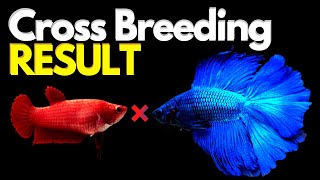 Betta Fish Cross breeding RESULT After 4 Months [upl. by Tugman581]